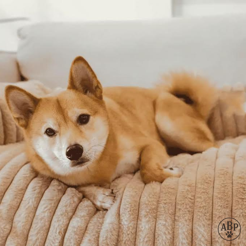 Tapis pour chien et chat doux avec rebords – Matelas antidérapant, lavable et confortable pour animaux